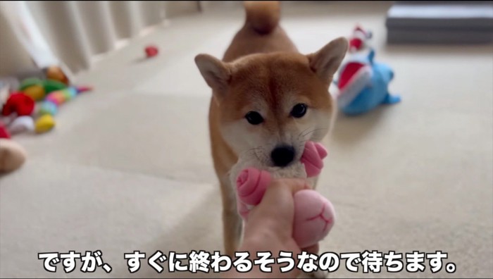 おもちゃを咥えて遊ぶ犬