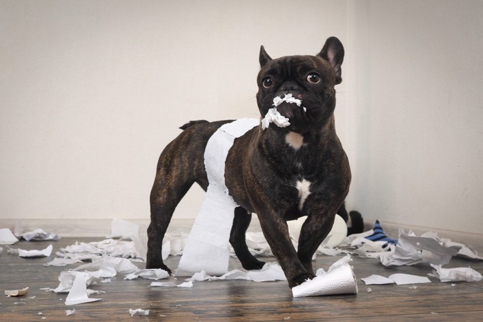 トイレットペーパを破壊した犬