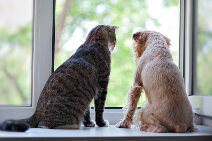 窓辺に座る犬と猫の後ろ姿