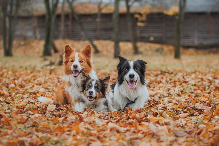 落ち葉の上に座る三頭の犬