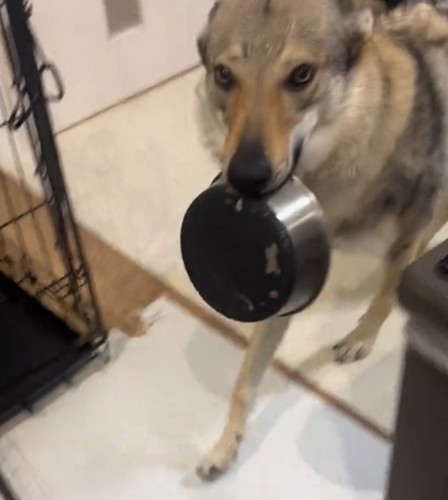 皿を咥えて飼い主の方へ歩いてくる犬