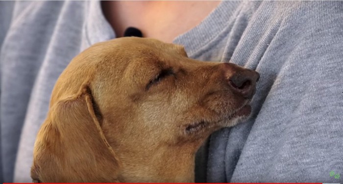 抱っこされて目を閉じる犬