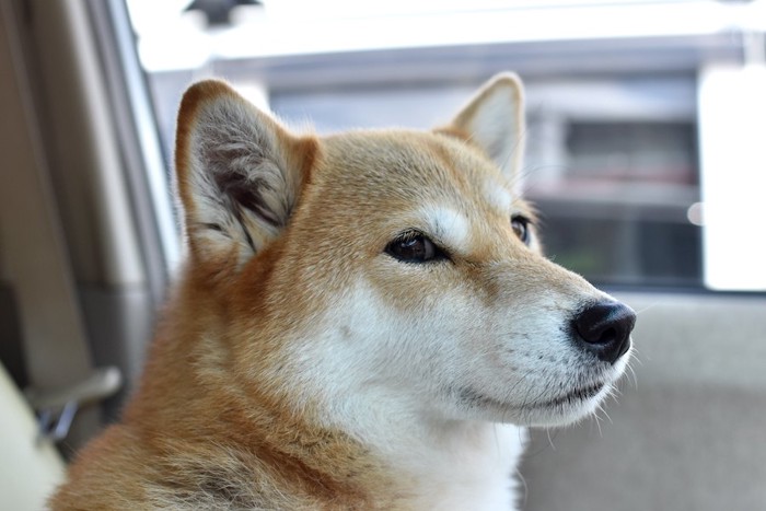 車の中でこちらを振り返る柴犬