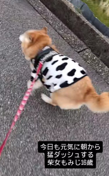 若い犬には負けないよ！