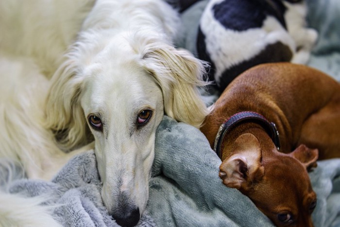 上目遣いの白い犬と眠る2匹の犬