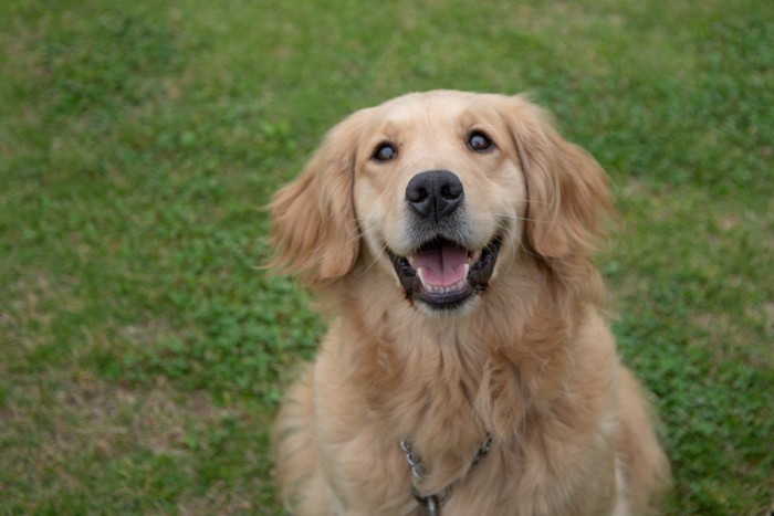 外でご機嫌な顔をしている犬