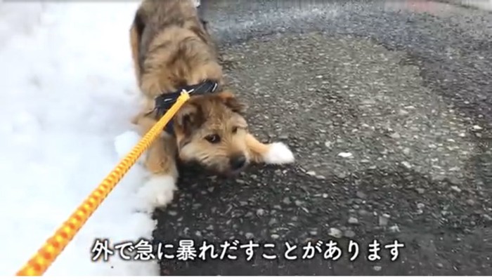 リードが張ってる犬