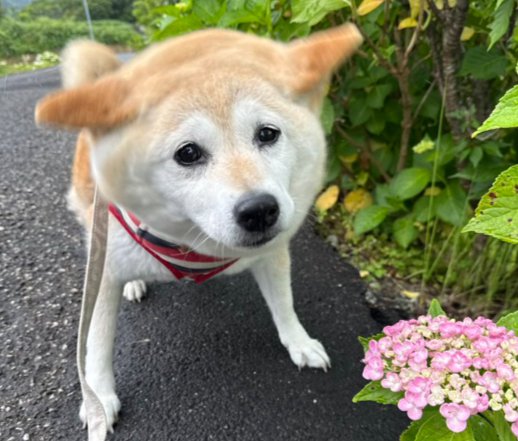コロコロ