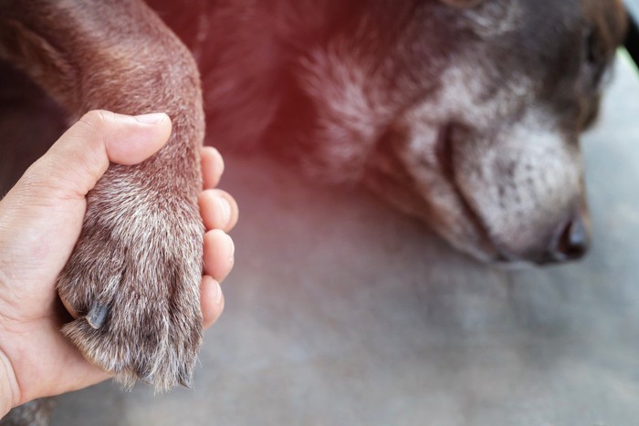 横たわる犬の足を握る人の手