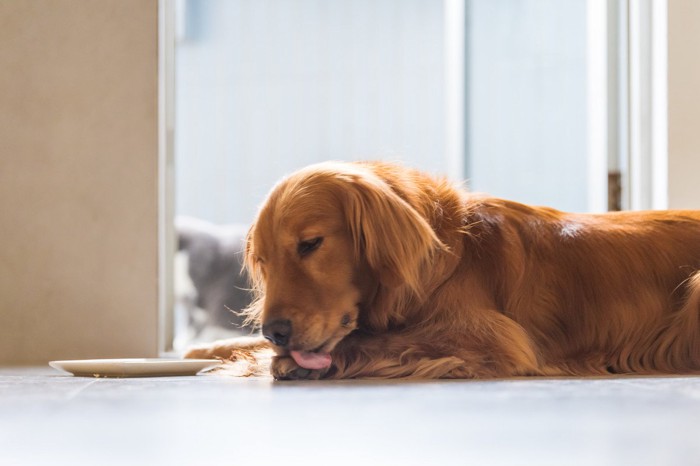 前足を舐める犬