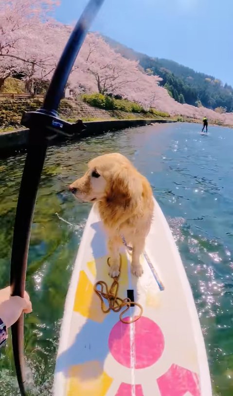 サップを楽しむ大型犬と飼い主