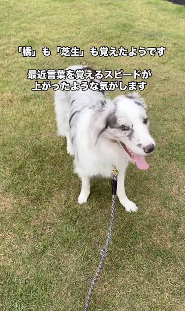 賢すぎる