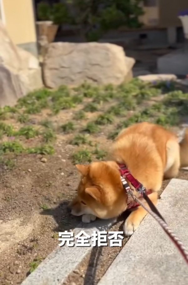 完全拒否のうみくん