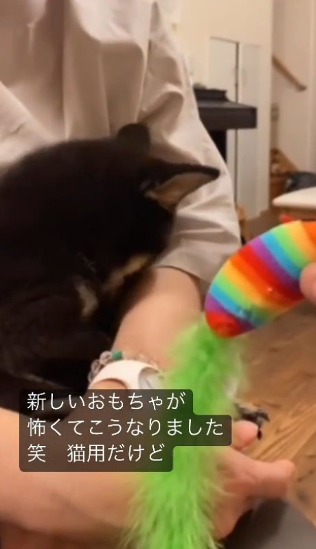 猫用おもちゃならいける！？