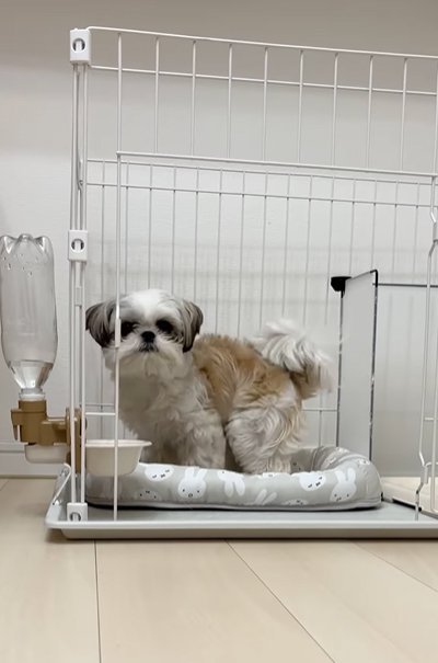 ハウスに入った小型犬