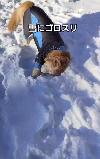 雪にゴロスリするホップくん