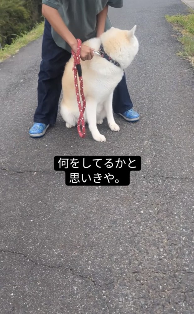 そっぽを向く犬