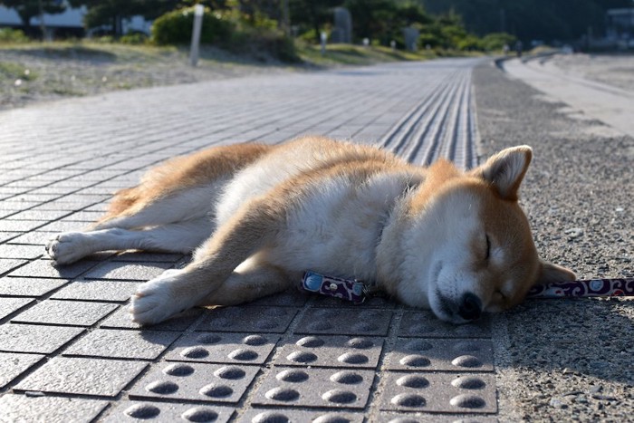 地面に寝転がる柴犬