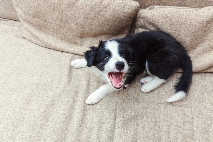 吠えてくる子犬