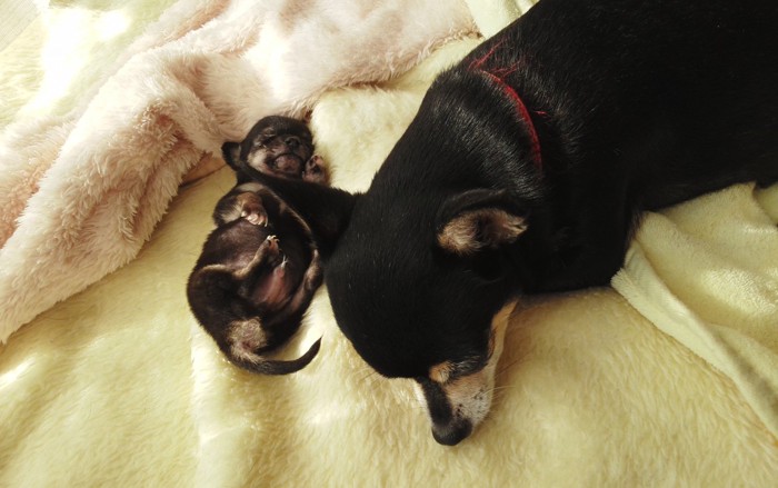 母犬と子犬