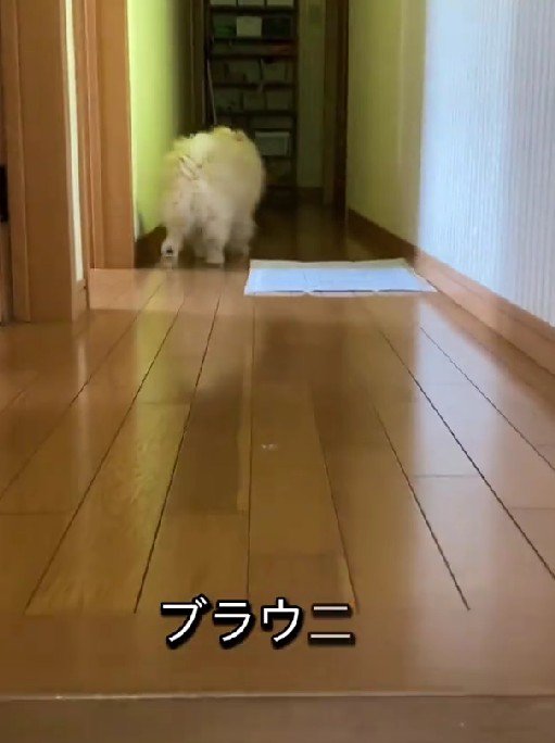 「いってきます」