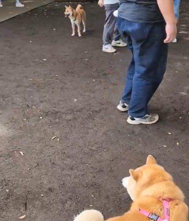 直立不動