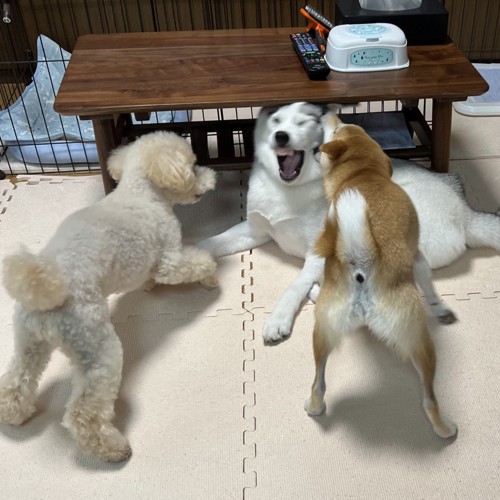 四面楚歌