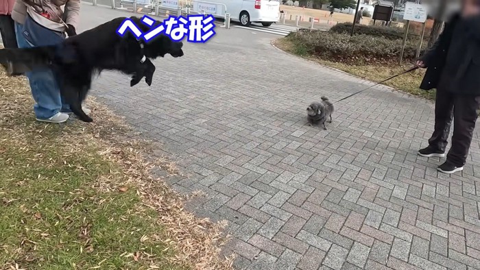 大型犬のナイスリアクション