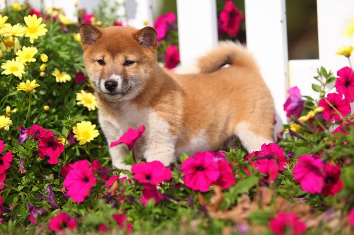 柴犬の子犬