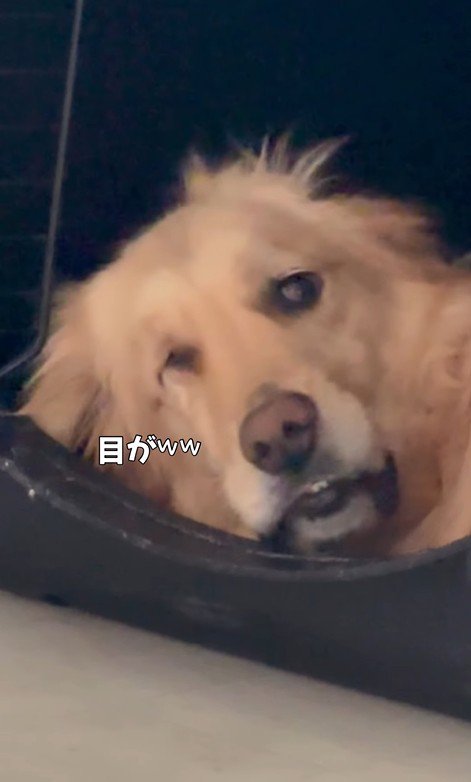 色々なお顔のモコちゃん3