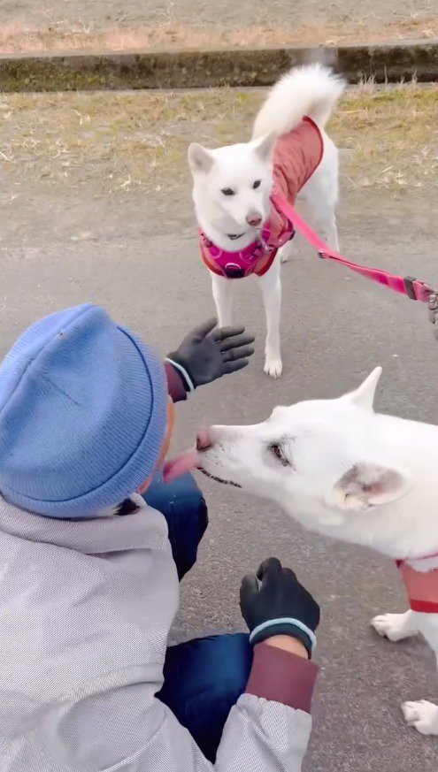 男性の頬を舐める紀州犬