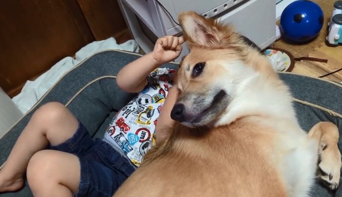 もっぴーちゃんの耳を触る男の子