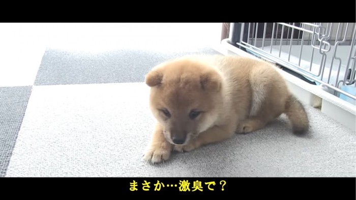 伏せる子犬