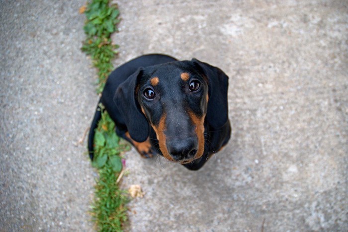 飼い主を見上げる犬