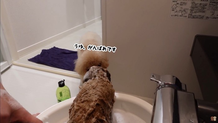 うゆちゃんのシャンプー中の出来事7