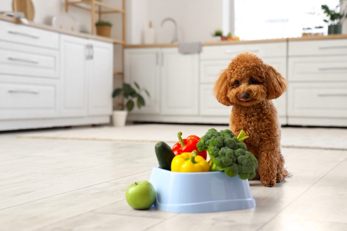 野菜が入った食器のそばに座って見つめている犬