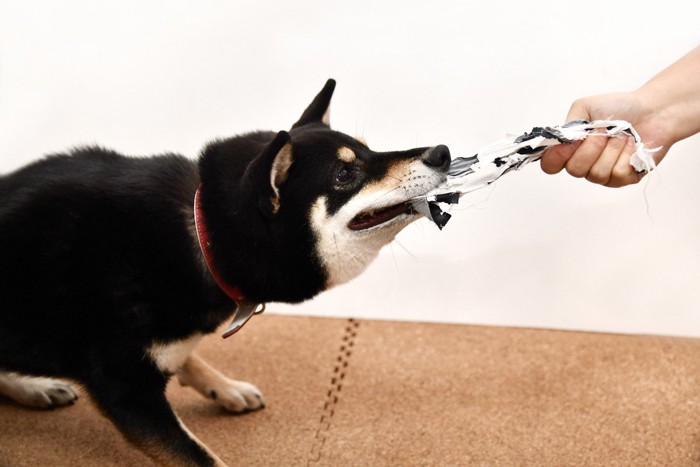 いたずらする黒い柴犬