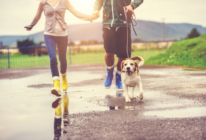 雨上がりに散歩中の犬