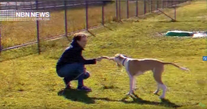 おもちゃで遊ぶ犬と女性