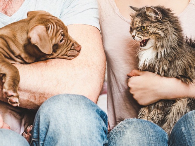 膝にのる犬と猫