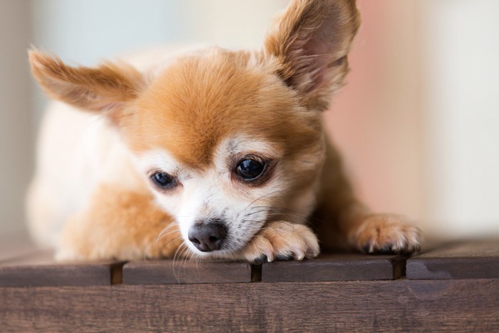 目を逸らす犬