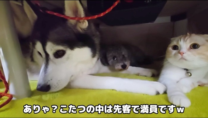 コタツの中でくつろぐ2頭の犬と猫