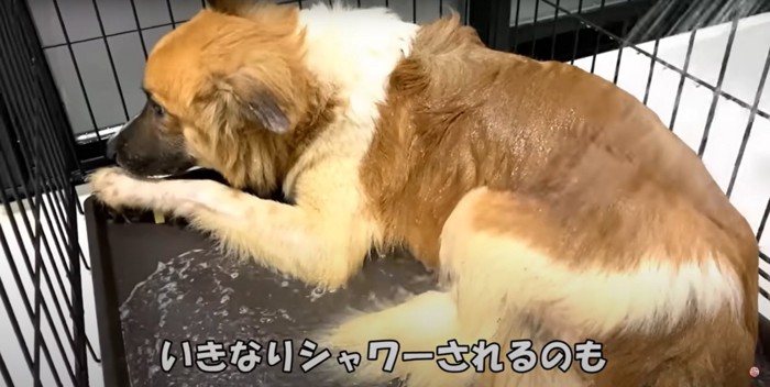 ケージの中でシャワーを浴びせられる中型犬