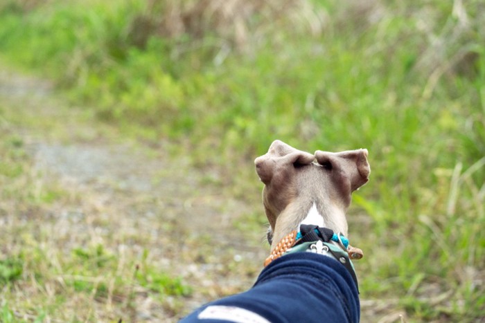 草むらを散歩する犬