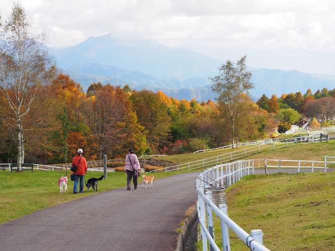 紅葉とお散歩中の人と犬