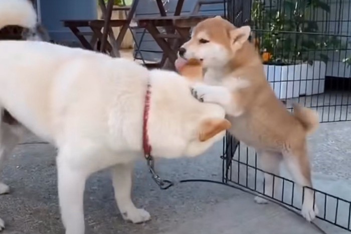 子犬の乗られる白柴