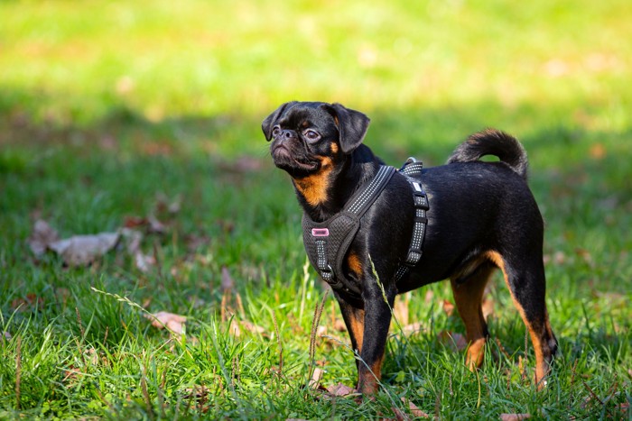 芝生の上を散歩するプチブラバンソン