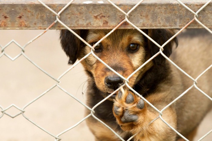 犬舎の中の子犬