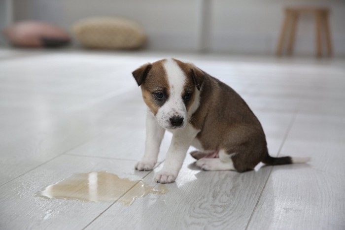 トイレを失敗した子犬