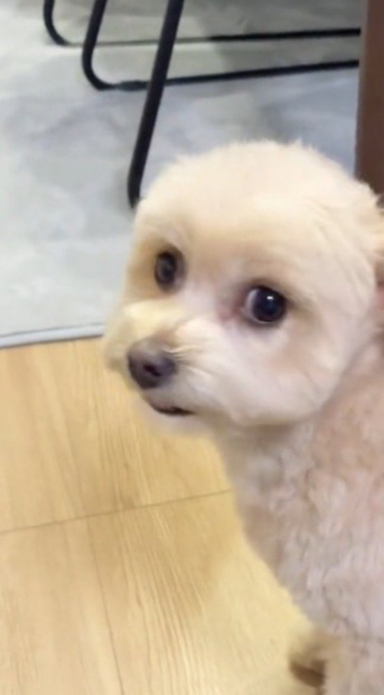 飼い主の顔を見つめる犬